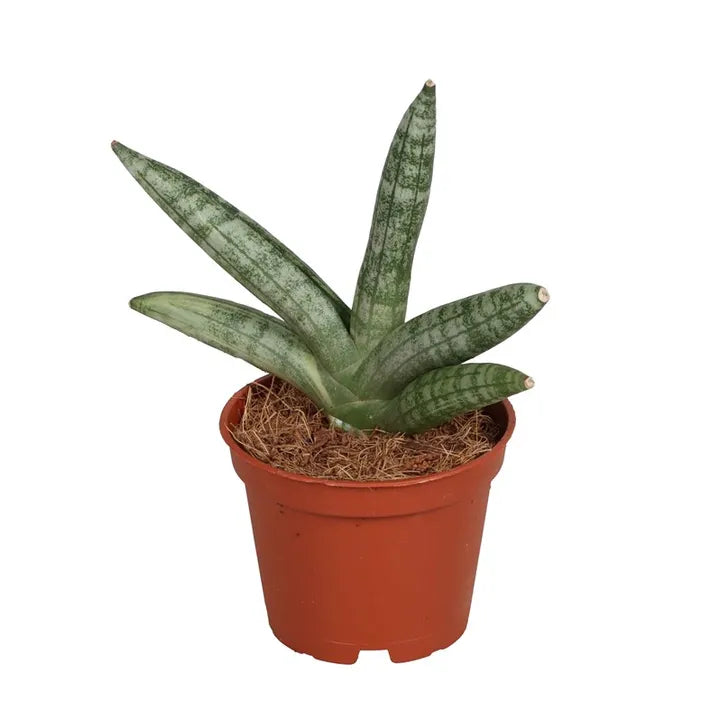 Sansevieria Moonshine