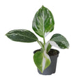 White Wizard Philodendron House Plant