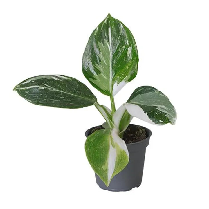 White Wizard Philodendron House Plant