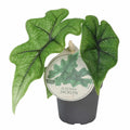 Alocasia Jacklyn Elephant Ear House Plant