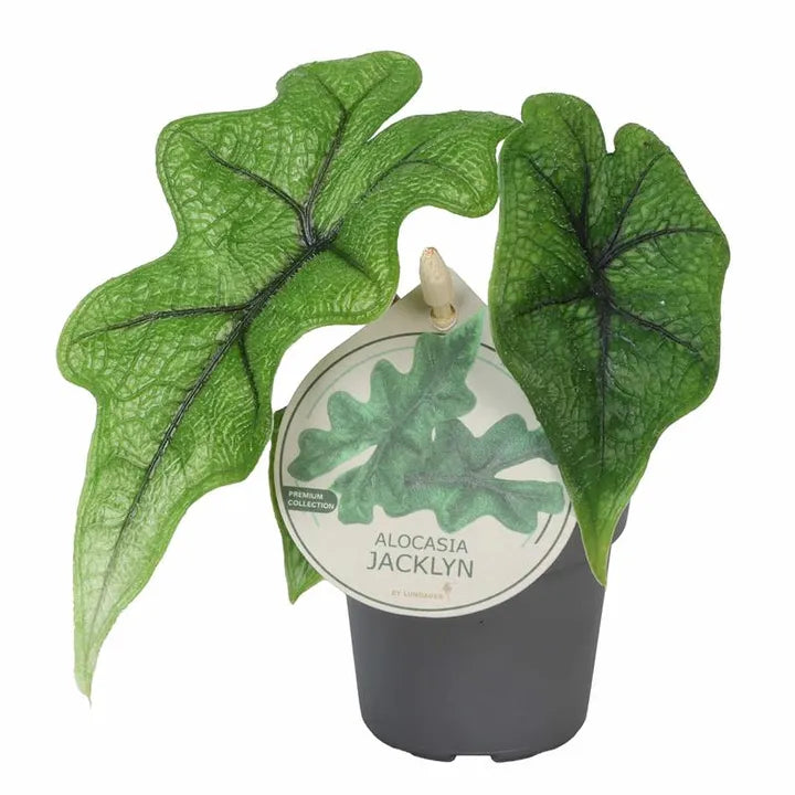 Alocasia Jacklyn Elephant Ear House Plant