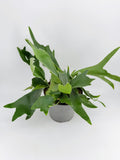 Staghorn Fern (Platycerium Bifurcatum) House Plant in 12cm Pot