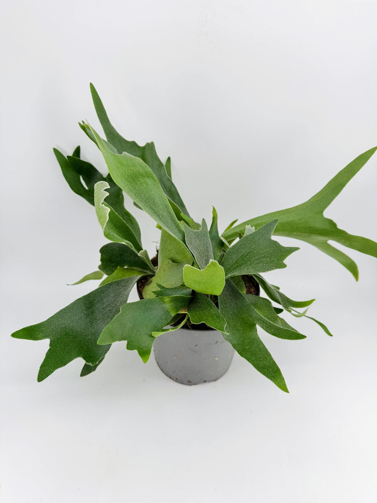 Staghorn Fern (Platycerium Bifurcatum) House Plant in 12cm Pot