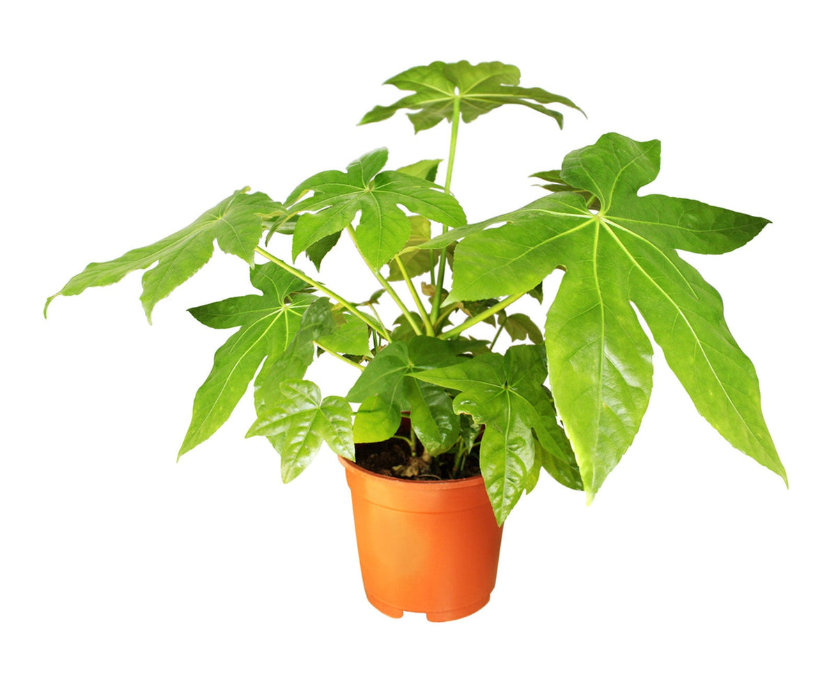 Fatsia Japonica House Plant
