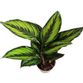 Calathea Beautystar Beauty Star Prayer Plant House Plant