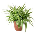 Spider Plant Variegated (Chlorophytum Variegatum) House Plant