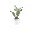 Opuntia Mickey Mouse House Plant