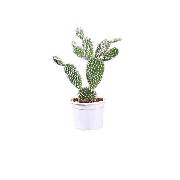Opuntia Mickey Mouse House Plant