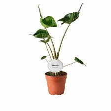 Alocasia Stingray House Plant
