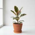 Ficus Elastica Tineke Variegated Rubber Plant with creamy white, green and pink variegated leaves