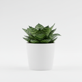 Snake Plant Bird's Nest Sansevieria Hahnii in pot