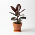Ficus Elastica Burgundy Rubber Plant with large glossy deep burgundy-red leaves